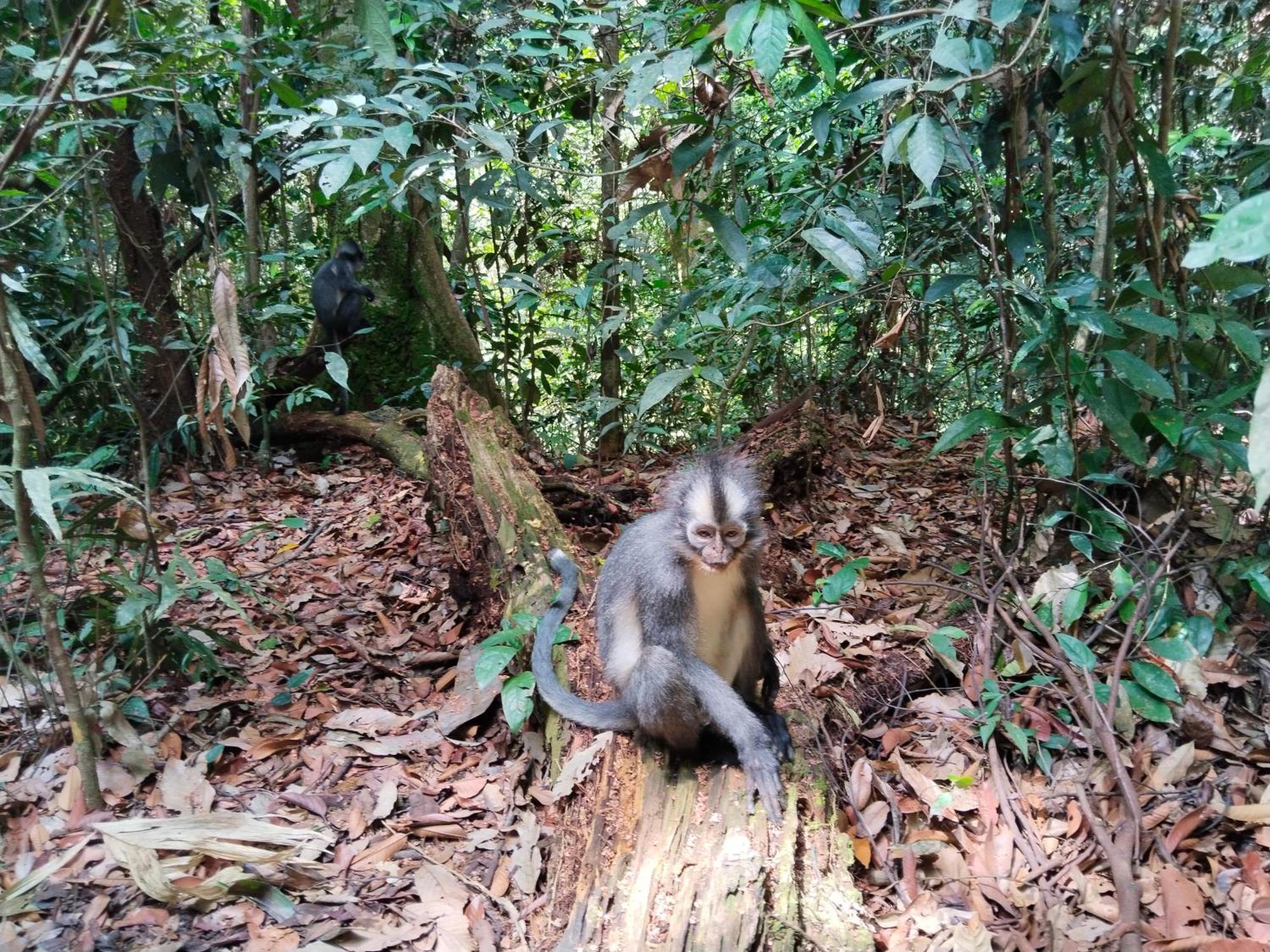Jhony'S Backpacker-Guest House Only Stay Here Book Treking With Us Bukit Lawang Exterior photo